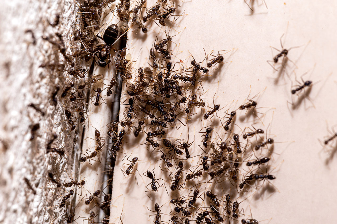 ant infestation coming out of a hole in the wall, insects inside