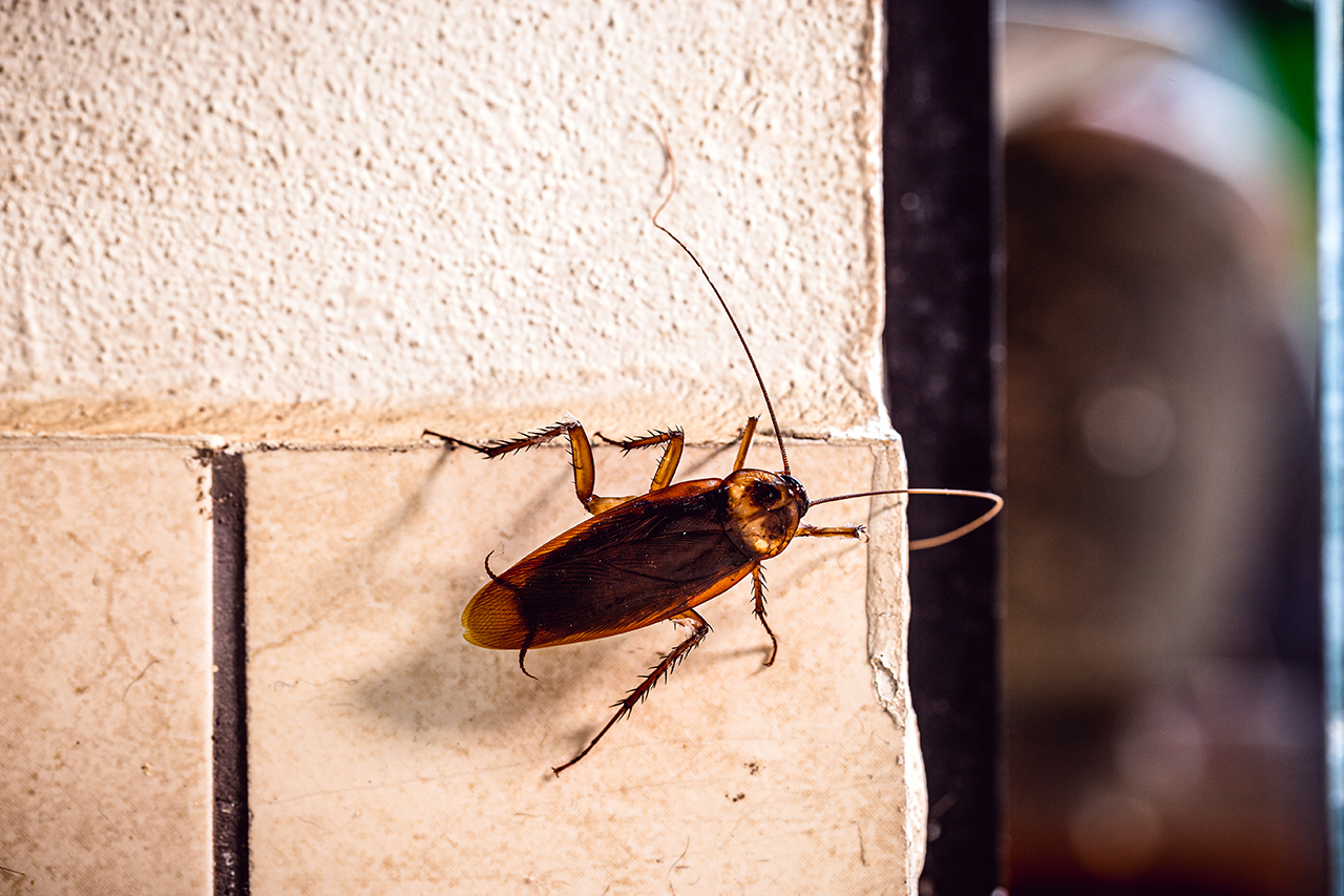 Periplaneta cockroach, known as red cockroach or American cockro