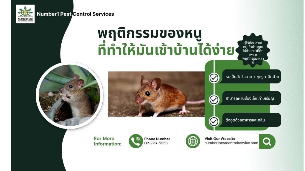 วิธีไล่หนู