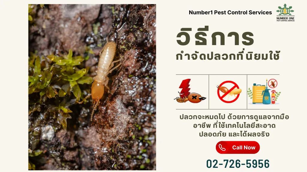 กำจัดปลวก
